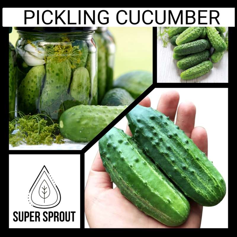 Organic Picklebush cucumbers x 6 seeds