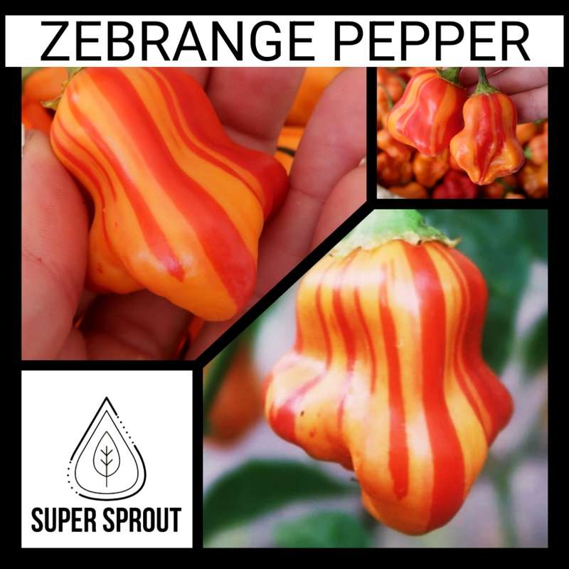 ZEBRANGE STUFFING PEPPER x 10 seeds