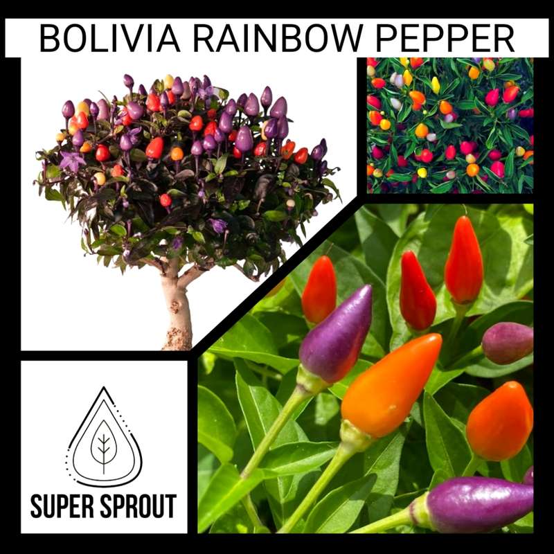 BOLIVIA RAINBOW PEPPER x 10 seeds