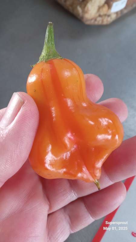 ZEBRANGE STUFFING PEPPER x 10 seeds