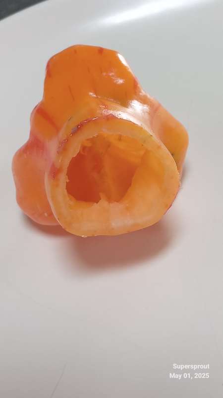 ZEBRANGE STUFFING PEPPER x 10 seeds