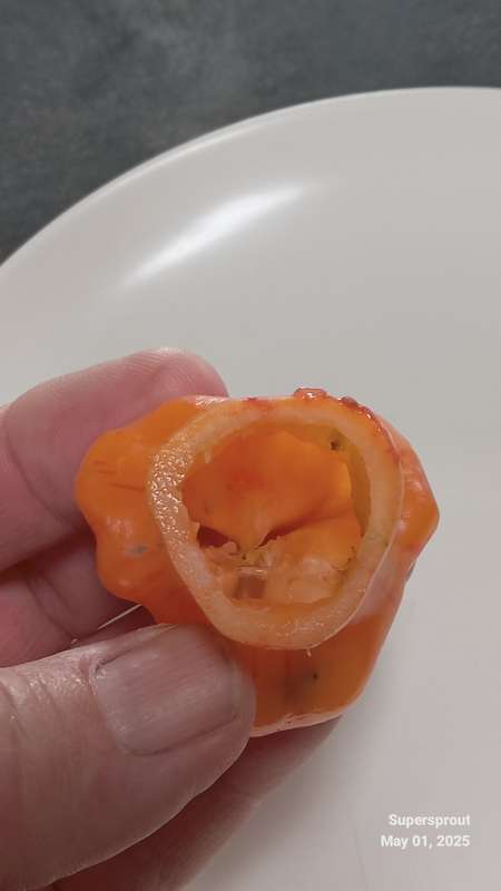 ZEBRANGE STUFFING PEPPER x 10 seeds