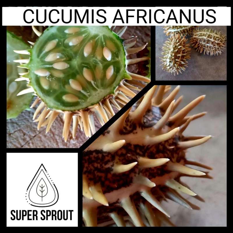 CUCUMIS AFRICANUS x 10 seeds