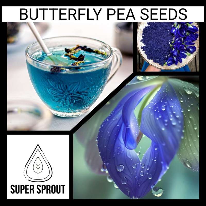 Butterfly Pea x 5 seeds