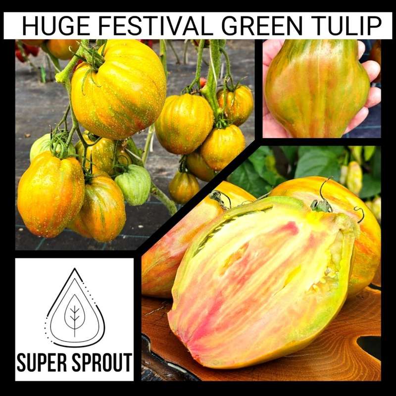Huge festival Green tulip tomato x 10 seeds