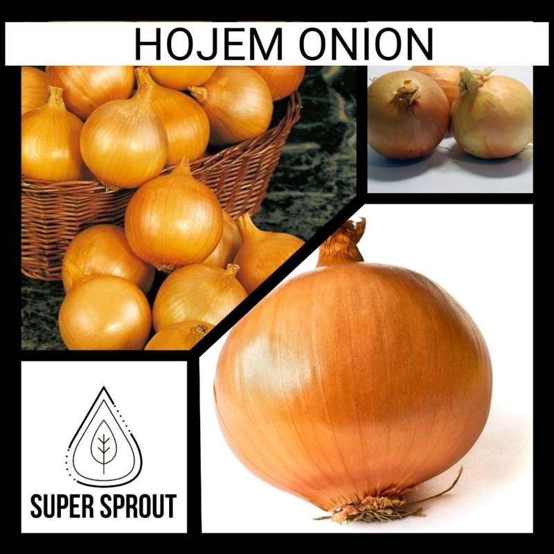 HOJEM ONION  x 50+ seeds