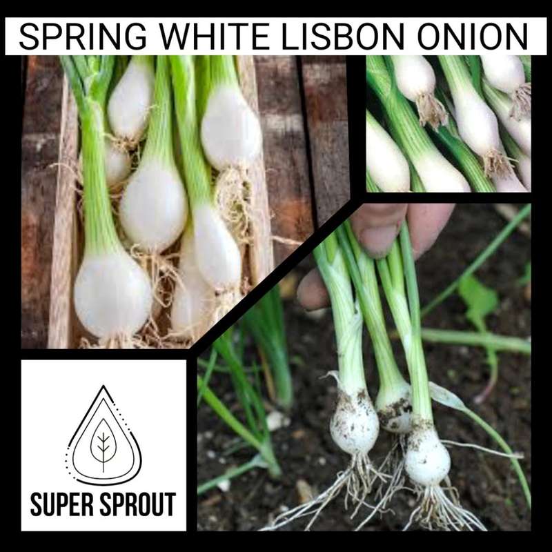 SPRING WHITE LISBON ONION x 50 seeds