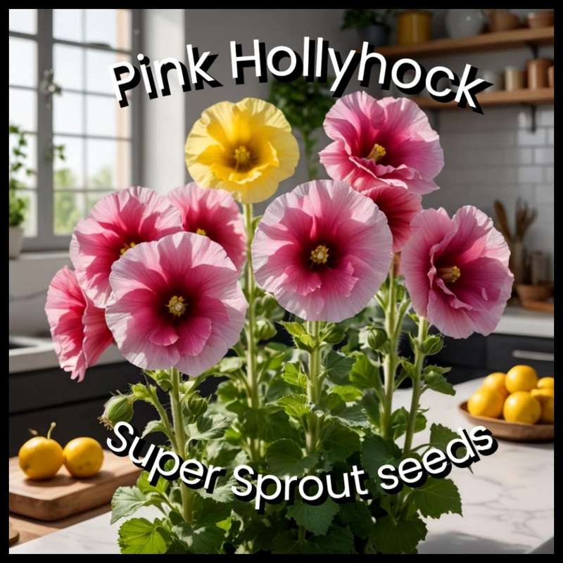 PINK HOLLYHOCK/STOKROOS x 25+ seeds