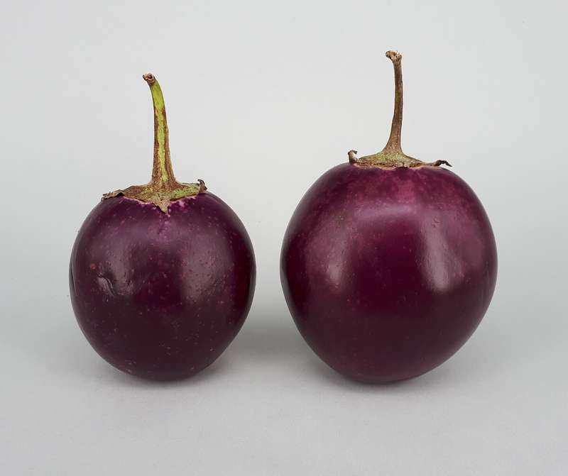 Indian EggPlant x 15 organic seeds