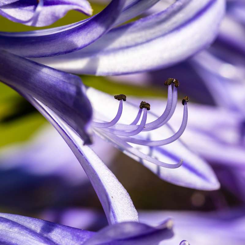 AGAPANTHUS AFRICANUS,  AFRICAN LILLY  x 25+ seeds