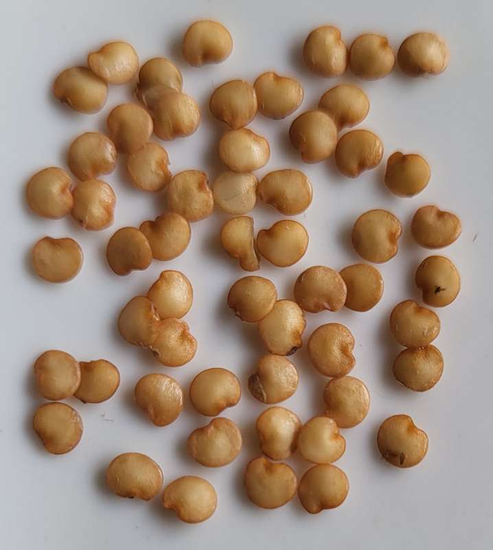 African Bitter EggPlant x 12 organic seeds
