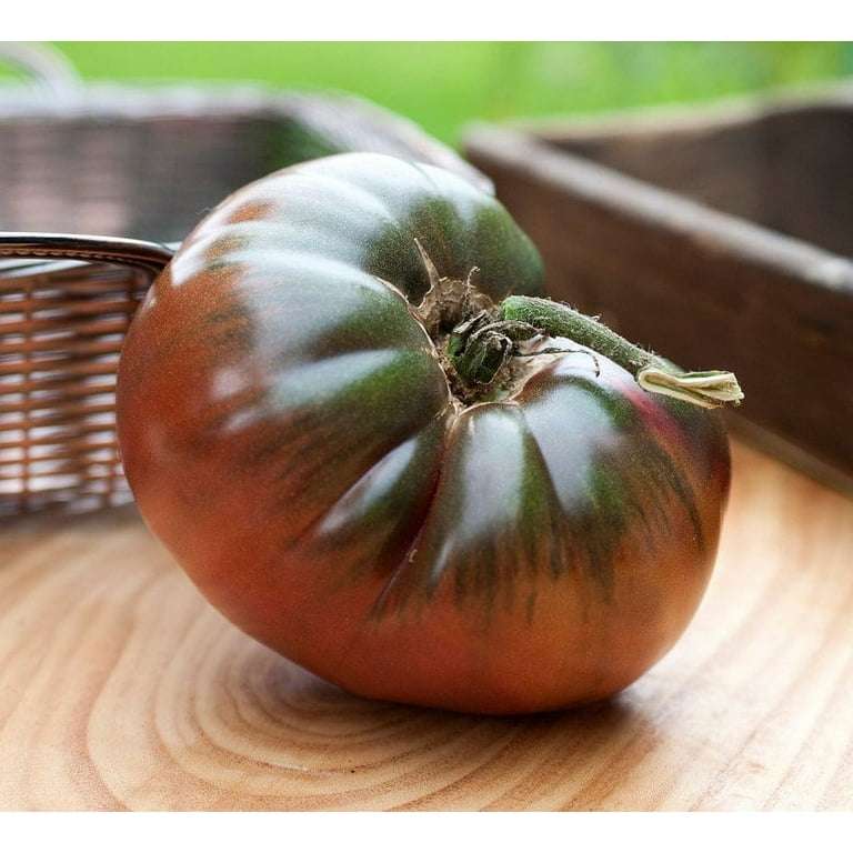 BLACK PRINCE TOMATO x 15+ seeds
