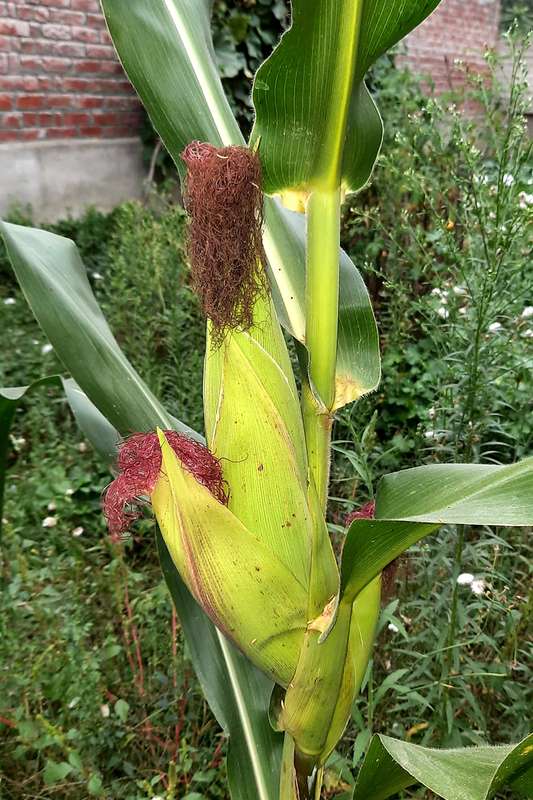 Golden BANTAM sweetcorn non gmo heirloom x 25 seeds