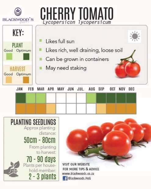 SART ROLOISE TOMATO x 15 organic seeds