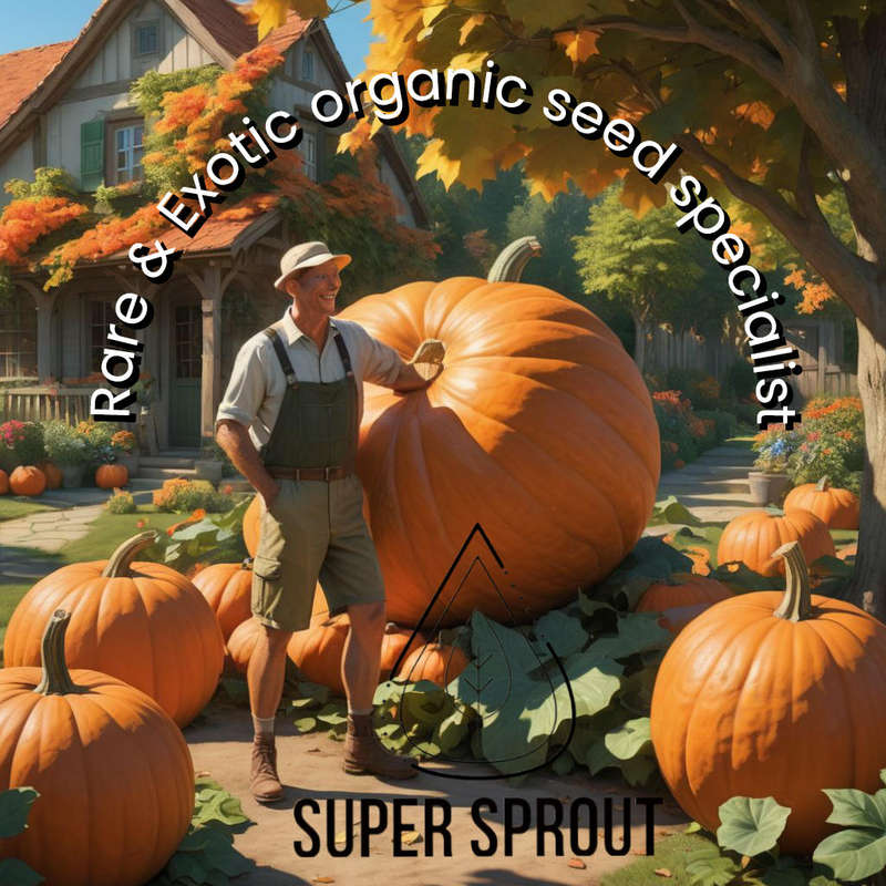 ATLANTIC GIANT PUMPKIN x 3 seeds
