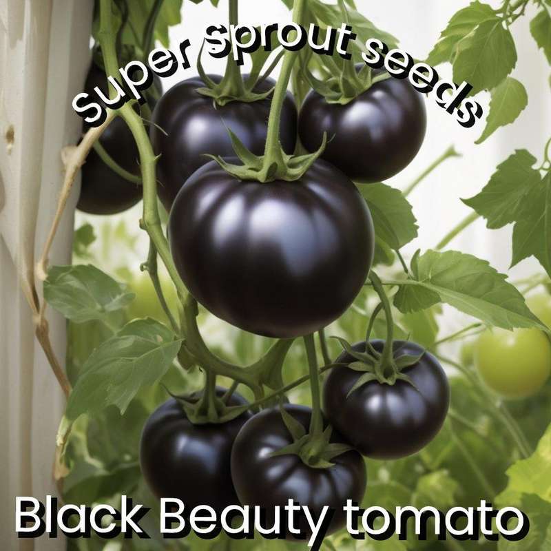 BLACK BEAUTY TOMATOES x 15+ seeds