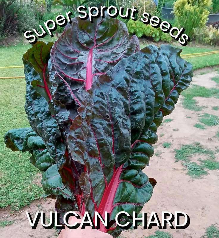 RED VULCAN CHARD x 50+ seeds