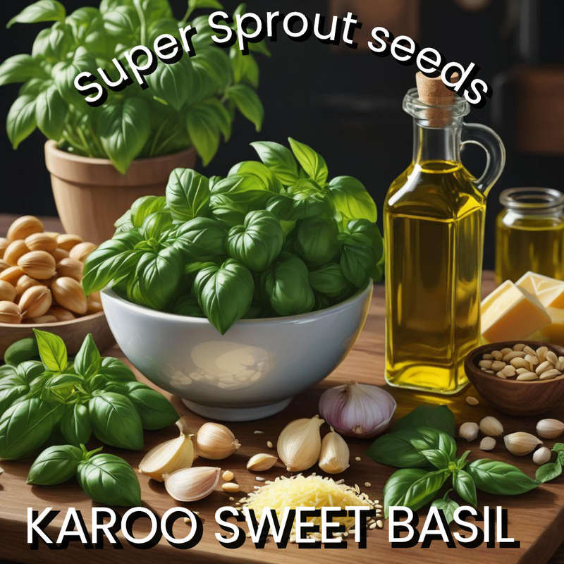 KAROO SWEET BASIL x 50+ seeds