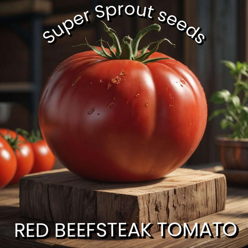 RED BEEFSTEAK TOMATO x 15+ seeds