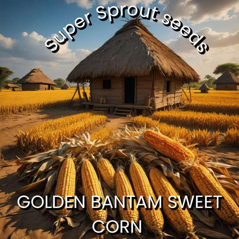 GOLDEN BANTAM SWEET CORN NON-GMO HEIRLOOM x 25 seeds