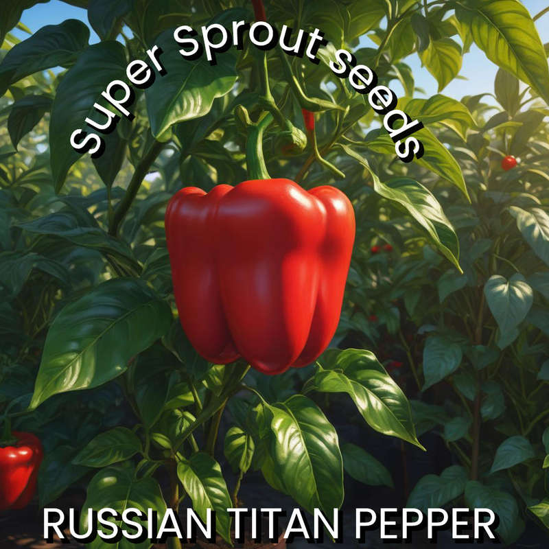 RUSSIAN TITAN SWEET PEPPER x 10 seeds