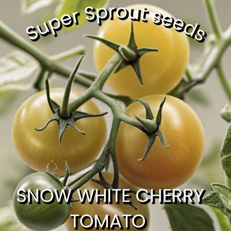 SNOW WHITE CHERRY TOMATO x 15+ seeds