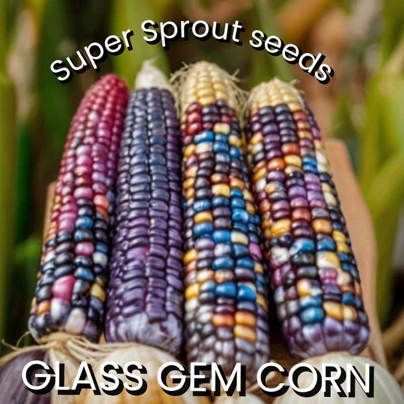 Glass gem corn x 50+ seeds