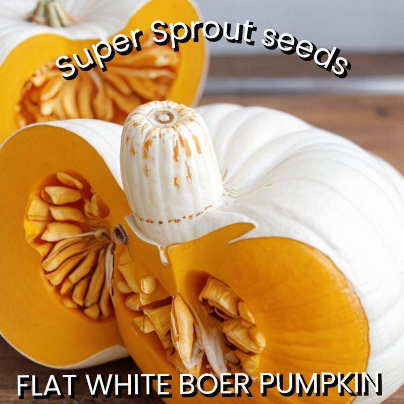 FLAT WHITE BOER PUMPKIN x 10 seeds
