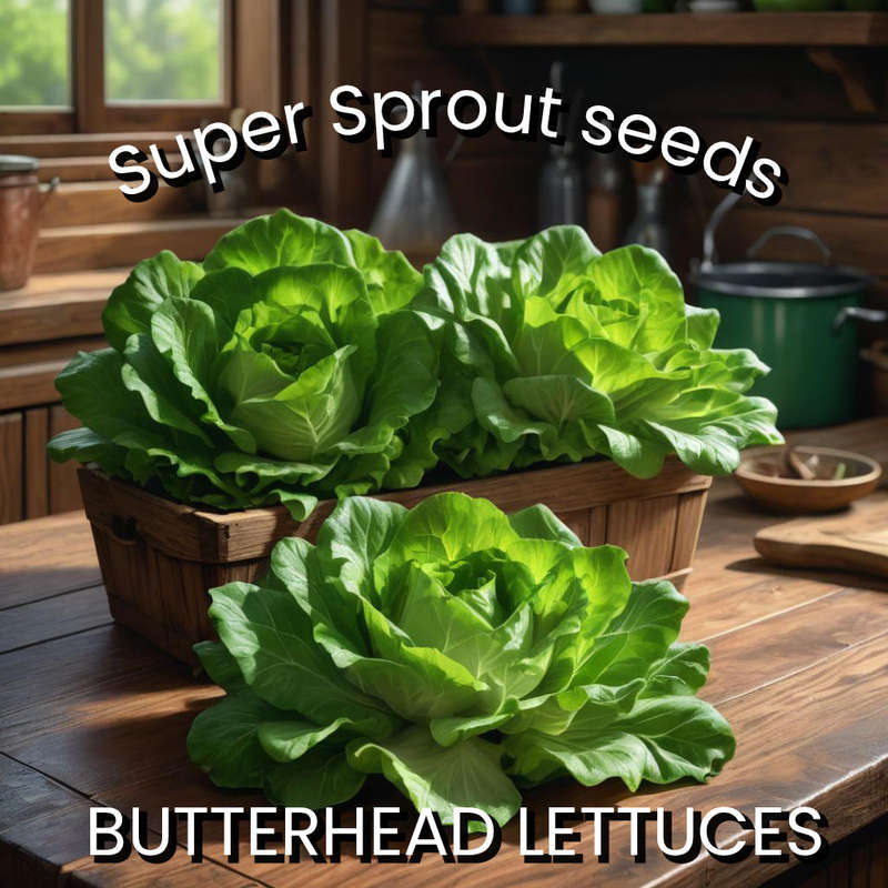 BUTTERHEAD LETTUCE x 25 seeds