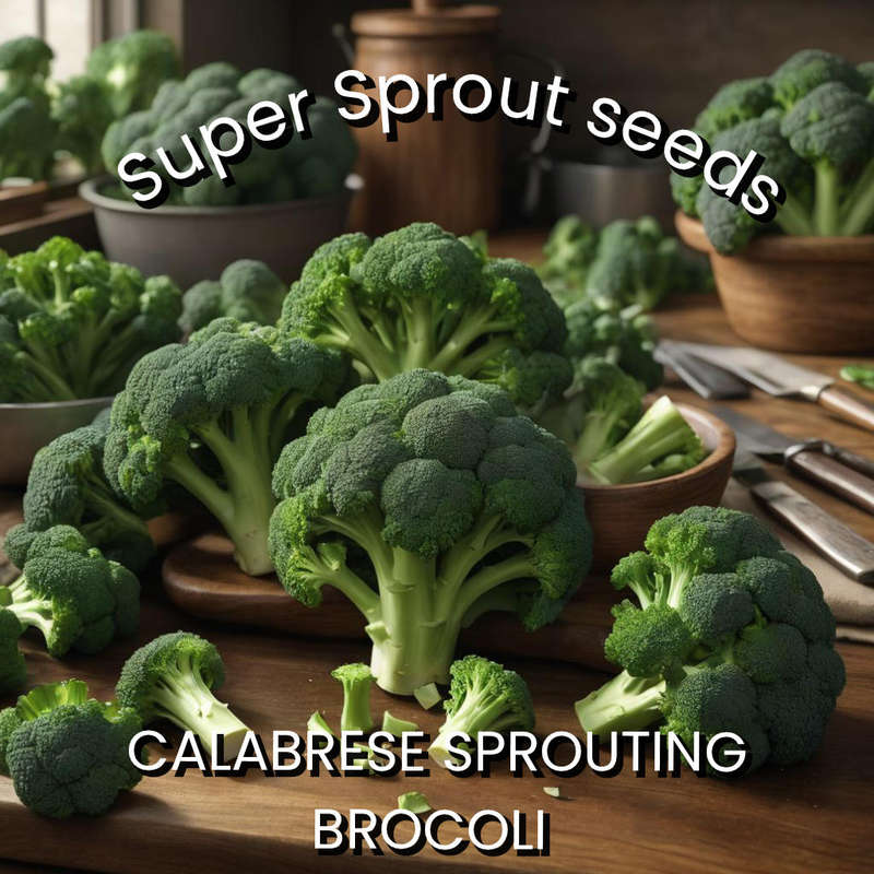 CALABRESE SPROUTING BROCCOLI  x 100+ seeds