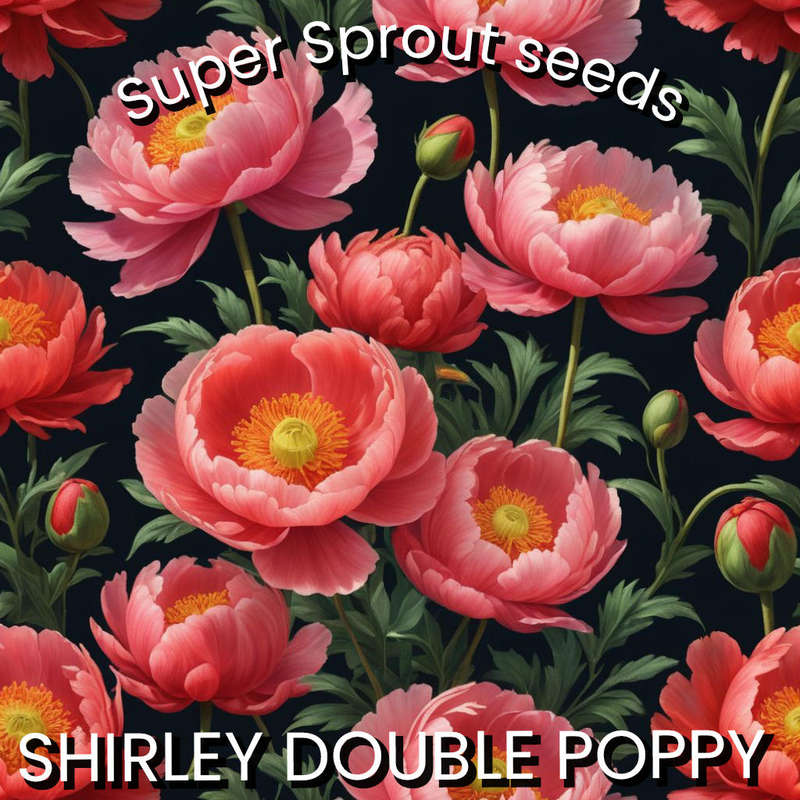 SHIRLEY DOUBLE POPPY x 100+ seeds