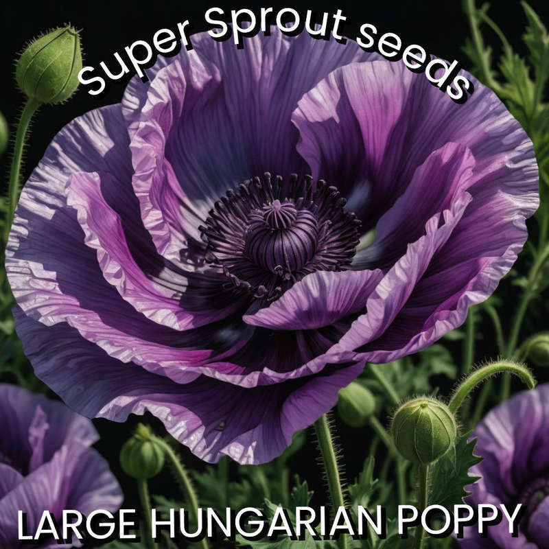 LARGE HUNGARIAN POPPY x 100+ seeds