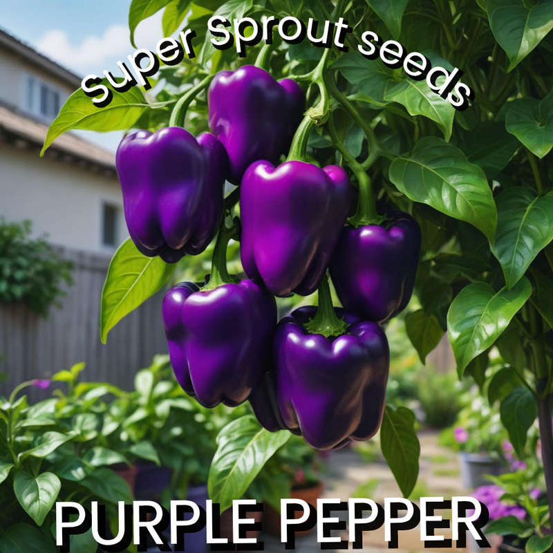 PURPLE  SWEET PEPPER  x 10 seeds
