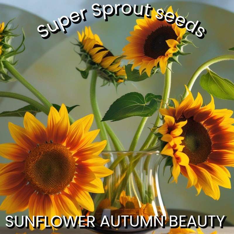 SUNFLOWER AUTUMN BEAUTY x 25 seeds