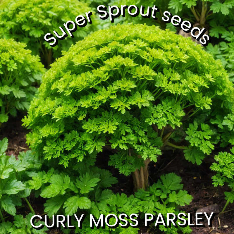 CURLY MOSS PARSLEY/PIETERSELIE x 35+ seeds