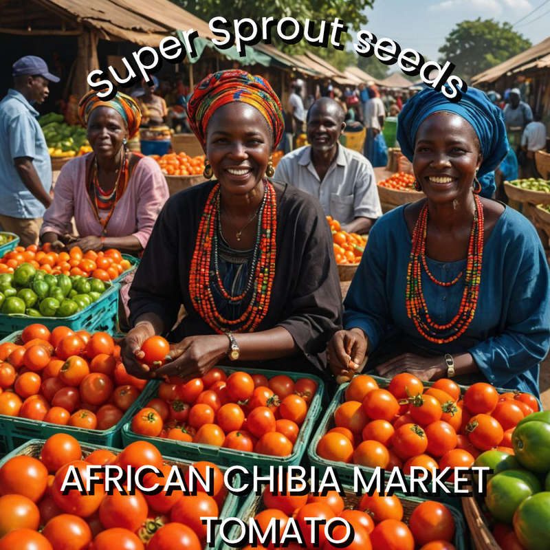 AFRICAN CHIBIA MARKET TOMATO x 15+ seeds