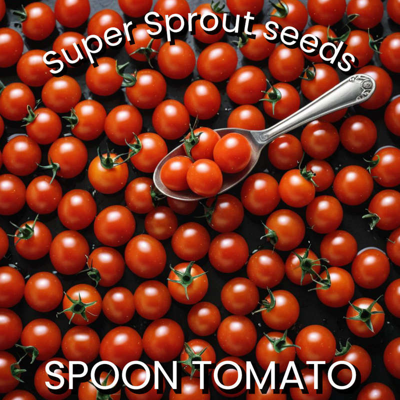SPOON TOMATO x 15+ seeds