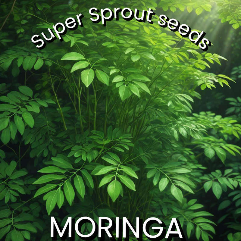 MORINGA OLEIFERA x 5 seeds