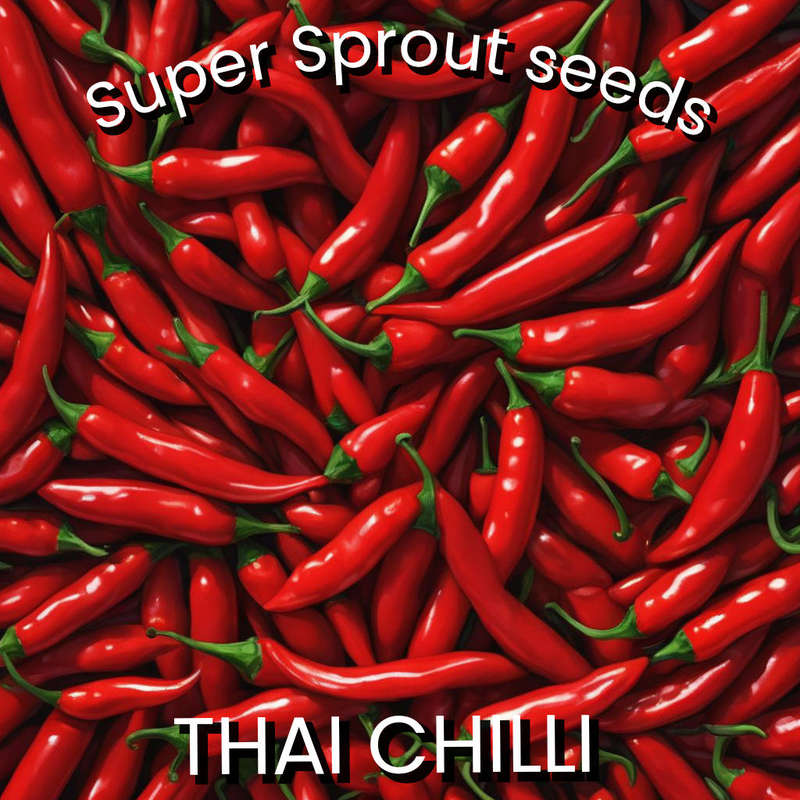 THAI CHILLI  PEPPER x 10+ organic seeds