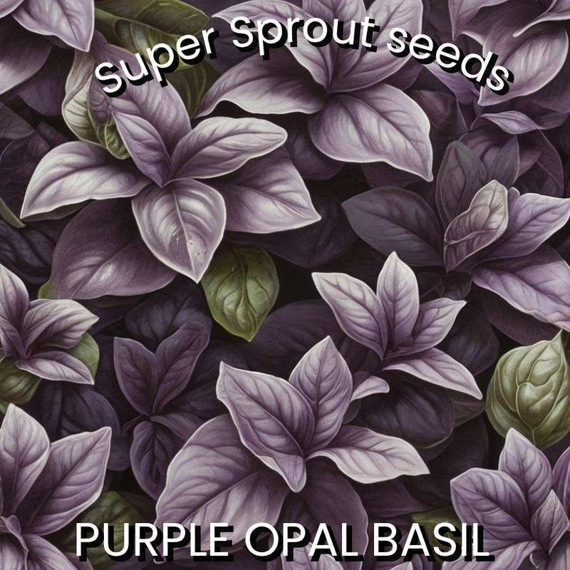 Dark Opel Basil x 25 seeds