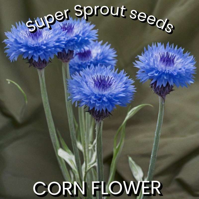 CORN FLOWER x 15 seeds