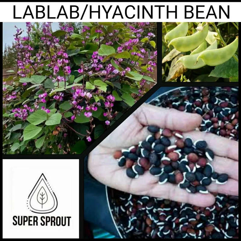 LABLAB/ Hyacinth beans x 5 seeds