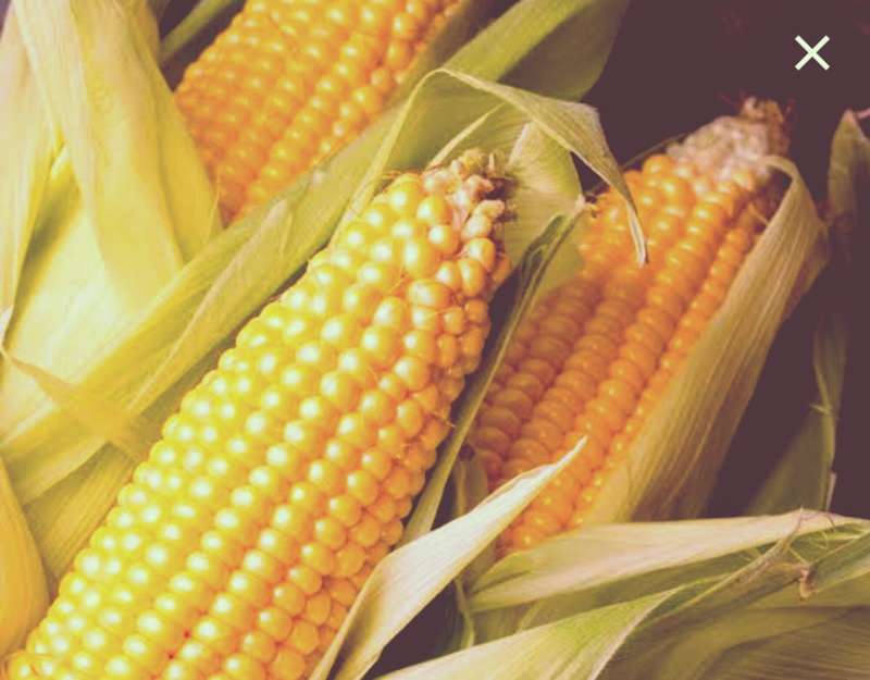 Golden BANTAM sweetcorn non gmo heirloom x 25 seeds