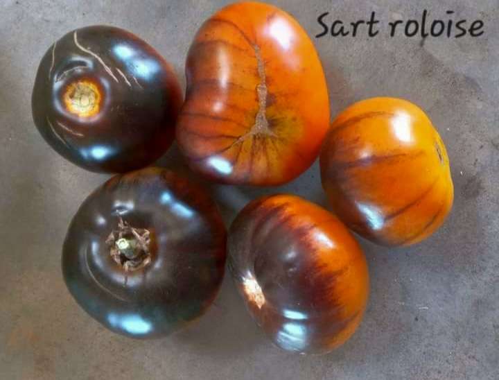 SART ROLOISE TOMATO x 15 organic seeds