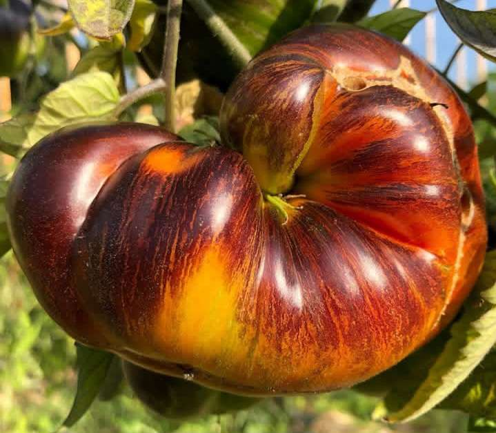 ALICE'S DREAM TOMATO x 10 seeds