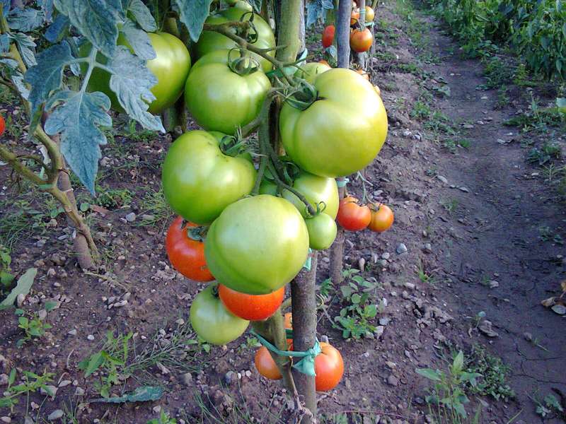 FLORADADE TOMATO x 15 seeds