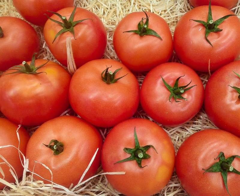 FLORADADE TOMATO x 15 seeds