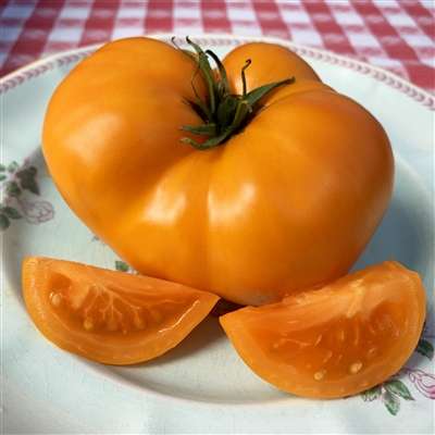 ORLOV YELLOW GIANT TOMATO x 10 seeds