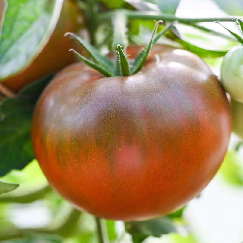 BLACK PRINCE TOMATO x 15+ seeds