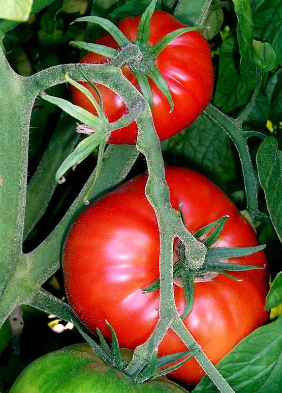 FLORADADE TOMATO x 15 seeds